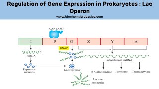 Lac Operon Explained Easy  Regulation of Gene Expression [upl. by Raynor950]