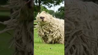 Komondor Dog  Large and Powerful Dog From Hungary [upl. by Buderus]