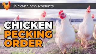 Understanding PECKING ORDER in a Flock of Backyard Chickens [upl. by Shanda]