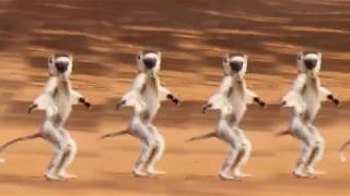 MADAGASCAR DANCING VERREAUXS SIFAKAS [upl. by Atinrahs798]