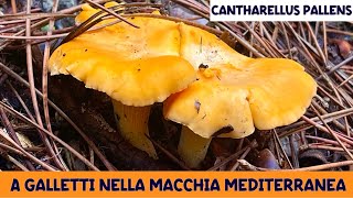 A galletti nella macchia mediterranea  Funghi 2024  SUB [upl. by Oirromed177]