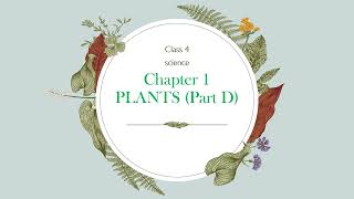 Class 4 Science Plants 1 part D [upl. by Ev150]