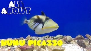 All About The Humu Picasso Triggerfish [upl. by Lisa42]