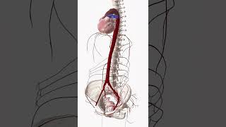 Heart and blood vessels anatomy 3danatomy health heart [upl. by Anirak599]