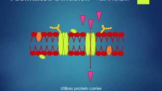 Simple Cell Membrane Transport Anatomy [upl. by Loralee]