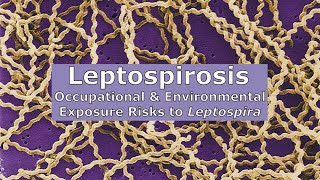 Leptospirosis  Occupational and Environmental Exposure Risks to Leptospira [upl. by Lunsford]