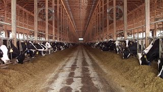 Dairy trade sours NAFTA negotiations with Canada [upl. by Yarvis]