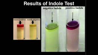 Microbiology Indole Test Tryptophanase [upl. by Nagaet]