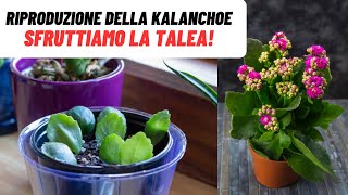 KALANCHOE INFINITE con questo SEMPLICE TRUCCO  WampA Gardens giardinaggio ed orticoltura [upl. by Dorcus]