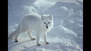 Arctic fox hunter of the arctic I National Geographic Documentary [upl. by Benenson]