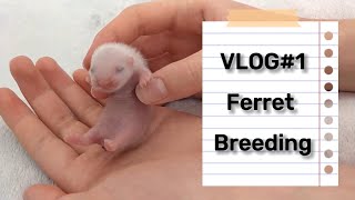 Ferret BREEDER Diary  1 the MATING process [upl. by Boarer]