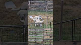 Livestock Guardian Dog Puppies Playing livestockguardiandog lgd Puppies [upl. by Iclek]