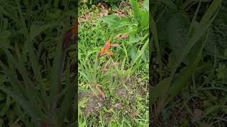 This is my new favorite montbretia lucifer plant montbretia plant [upl. by Silsby]