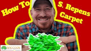 How to Grow an S Repens Carpet  Staurogyne Repens [upl. by Yvel484]