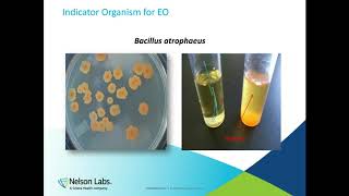 Ethylene Oxide Sterilization Revision of Annex E Single Batch Release [upl. by Skeie]