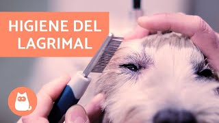 ¿Cómo limpiar el lagrimal de un perro  HIGIENE Y QUITAR MANCHAS [upl. by Neelya297]