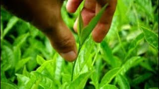 Top 5 Important Medicinal Plants  Tulsi Aloevera Turmeric Asuro Ghodtapre Asiatic Pennywort [upl. by Ahsyla]