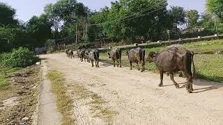 hamari buffelo bhains khet per Charan jaati Hui buffalo milk 🥛🥛animalsvideo animals animalslover [upl. by Schwerin772]