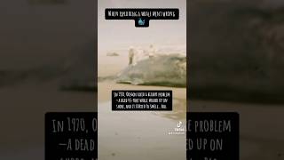 The exploding whale explodingwhale history weirdhistory epicfail fails minidocumentary tiktok [upl. by Matronna]