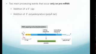 RNA processing 5 cap 3 polyA tail and Splicing [upl. by Nosyrb]