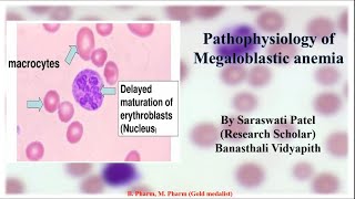 pathophysiology of Megaloblastic anemia [upl. by Tonina]