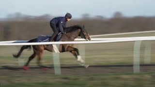 Triumph Hurdle hope Burdett Road and behind the scenes in Newmarket  This Racing Life [upl. by Ilrahs253]