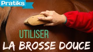 Equitation  Comment passer la brosse douce [upl. by Kirrad]