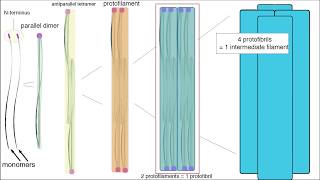 Intermediate Filaments Structure and Function [upl. by Carper]