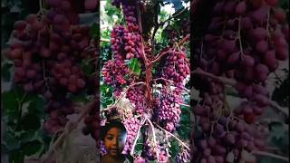 Grape🍇চাষ করা shortvideo youtubeshorts fruit grape [upl. by Abagail]