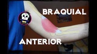 Braquial Anterior Anatomía [upl. by Uhsoj947]