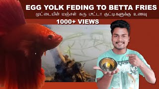 egg yolk feeding to betta fries tamil  betta care tamil  home made food for betta fries tamil [upl. by Rudelson]