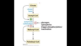 Fatty acid oxidation is tightly regulated [upl. by Orelie]