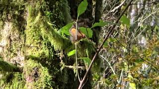 Douglas Squirrel Chickaree Calls while Eating Sitka Spruce Cone no commentary [upl. by Danielle]