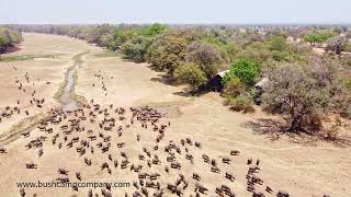 Buffaloes at Mfuwe Lodge lagoon [upl. by Januisz]