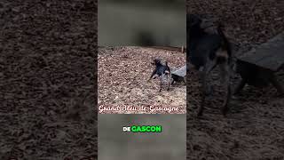 Meet the Bluetick Coonhound  True American Dog Breed [upl. by Anitel832]