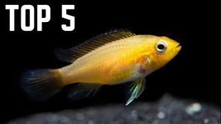 Top 5 BEST Fish for a 20 Gallon Aquarium [upl. by Hammer]