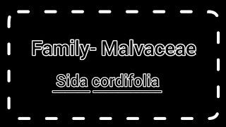 Family malvaceae  Sida cordifolia  General character amp classification with floral diagram [upl. by Ashlin351]