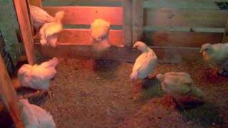 Four week old white rock chickens [upl. by Ewart339]