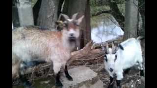 Ziegen fressen und klettern  goats near river [upl. by Maibach27]