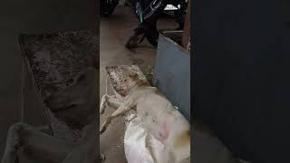 vetsatish doglover vetlovers animallover vetcare petcare pets petlover subscribe like [upl. by Harri65]