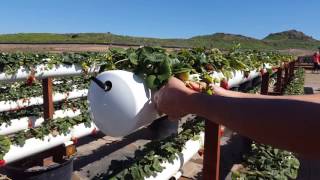 Tanaka Farms Hydroponic Grown Strawberries [upl. by Ettenawtna]