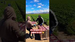 Así trabajamos en los campos de usa 👍 musica elcampo agricultura corridos [upl. by Schulze]