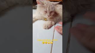 Luunacat kucing kucingimut meong kucinglucu [upl. by Asila200]