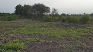 Black sparrowhawk hunting 2 [upl. by Boru]