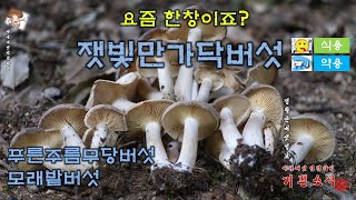 요즘 한창인 잿빛만가닥버섯Lyophyllum decastes 채집해봅니다 푸른주름무당버섯Russula delica 모래밭버섯Pisolithus arhizus [upl. by Alburg]