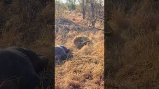 Hyenas Distracted By Eating a Hippo Get Ambushed By Lion [upl. by Irisa]