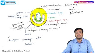 10 Second Week Of Development  Embryology [upl. by Lancey]