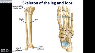 Tibiofibular joints and skeleton of foot  Dr Ahmed Farid [upl. by Nollahs]