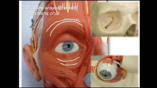 Anatomy of upper facial muscles [upl. by Claudian127]