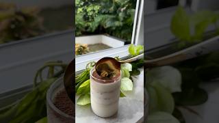 Tiramisu  Easy tiramisu recipe  4 Ingredients tiramisu dessert easyrecipe food sweet asmr [upl. by Nylsoj]